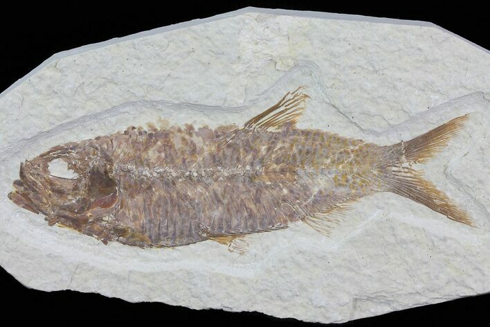 Knightia Fossil Fish - Wyoming #79869